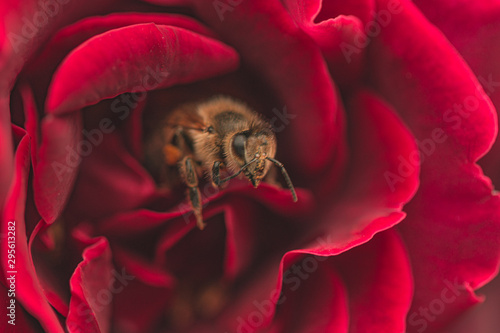 bee with rose photo