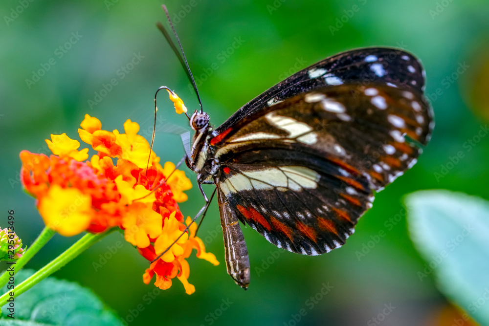 Fototapeta premium Beautiful butterfly sitting on flower in a summer garden