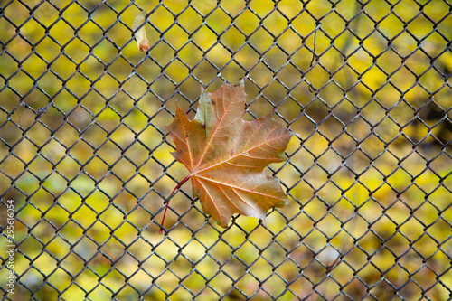 Maple leaf on metal grid