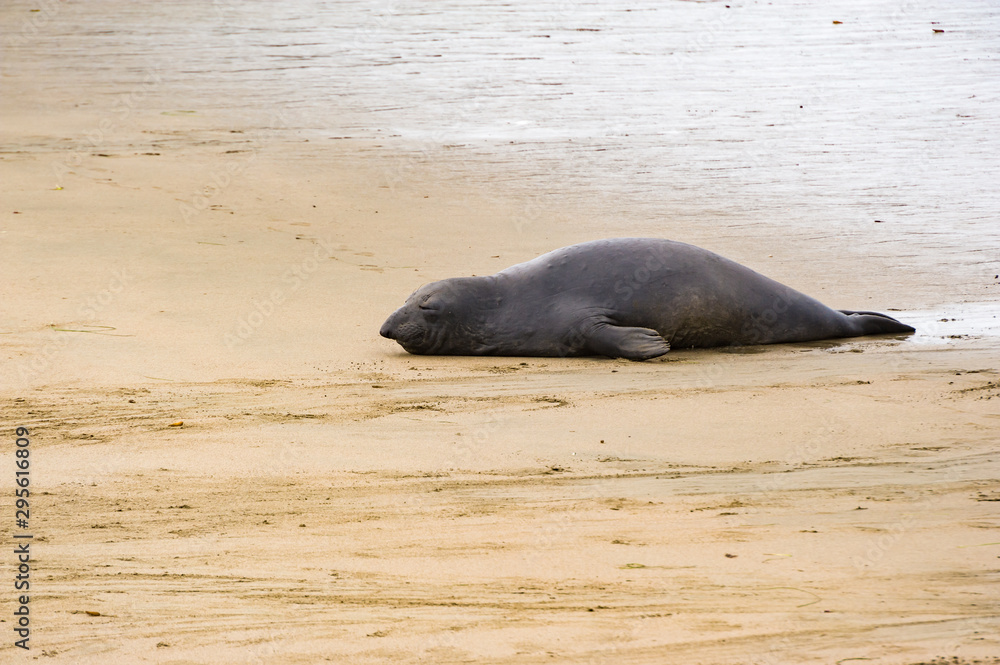 Obraz premium Giant seal resting on beach