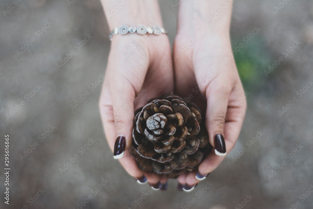 pine fruit in hand pine fruit in hand