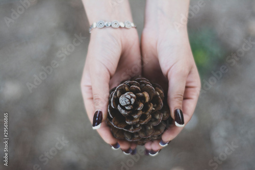 pine fruit in hand