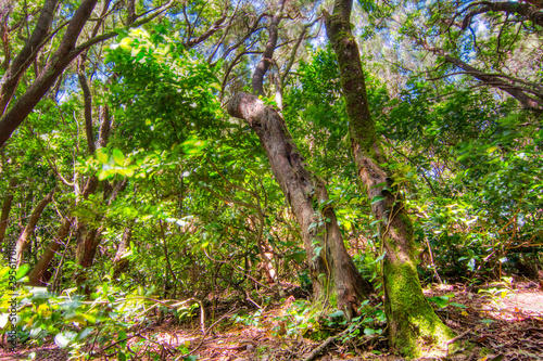 Anaga forest - view from the ground © Peer
