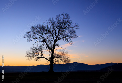 tree sunrise silhouette, alone tree in sunset time 