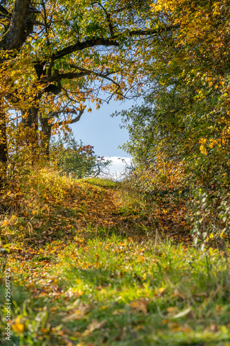 Herbstlicher Feldweg im Sonnenschein