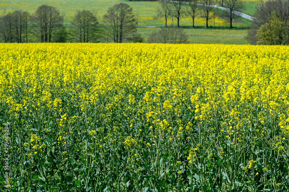 Obraz premium a rape field in summer