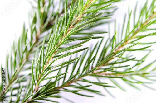 Close-up on a green branch of spruce, pine. Natural background.