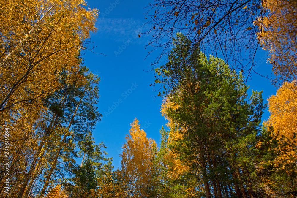 Autumn landscape with trees and blue sky. Beautiful bright view with leaves and branches, lit by natural sunlight in the fall.