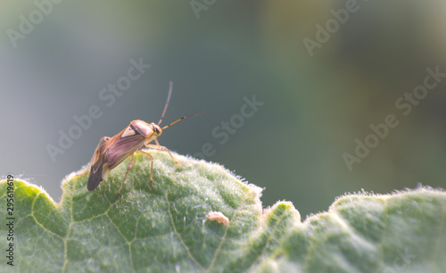 Insect perched on a leaf in a macro picture.