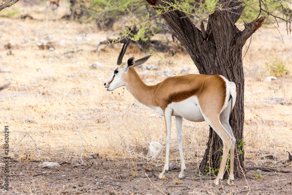Single springbok standing under the shadow of a tree, Etosha, Namibia, Africa Single springbok standing under the shadow of a tree, Etosha, Namibia, Africa