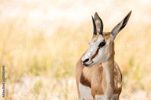 Close up of a cute young springbok with a beautiful face, Etosha, Namibia, Africa