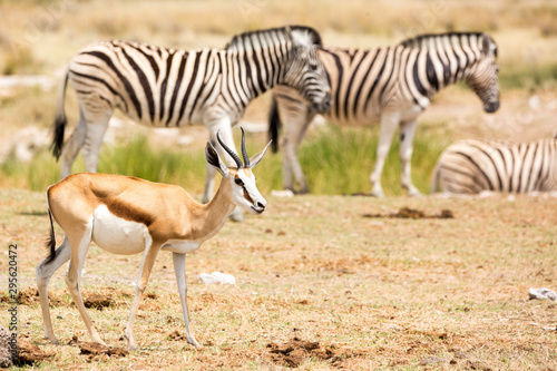 Single springbok with zebras in the background  Etosha  Namibia  Africa