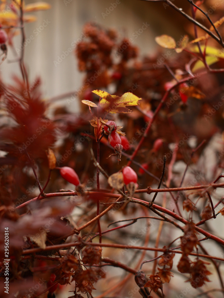 red berries of viburnum on a branch red berries of viburnum on a branch