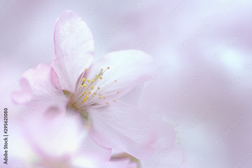 SAKURA 桜 SAKURA 桜