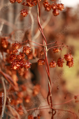 red berries in winter