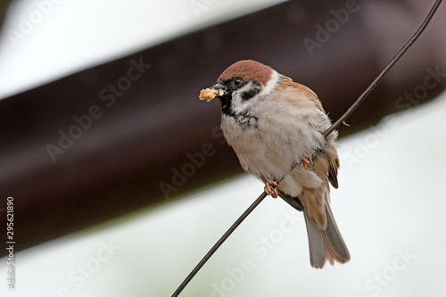 Feldsperling (Passer montanus) mit Futter im Schnabel - Tree sparrow with food in the beak photo