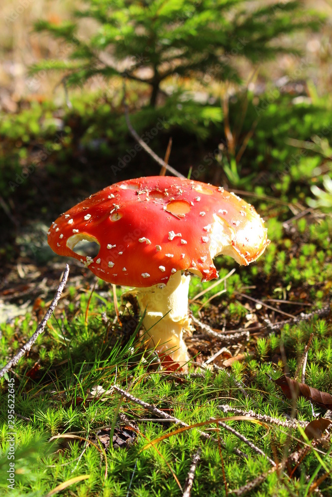 fliegenpilz fliegenpilz