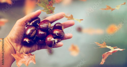 castagne nella mano in mezzo alle foglie della bellissima stagione dell'autunno con un tocco vintage photo