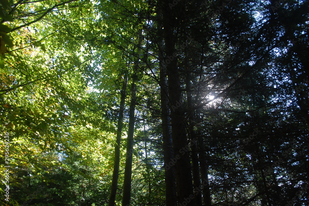 Obraz premium Wald mit Sonne