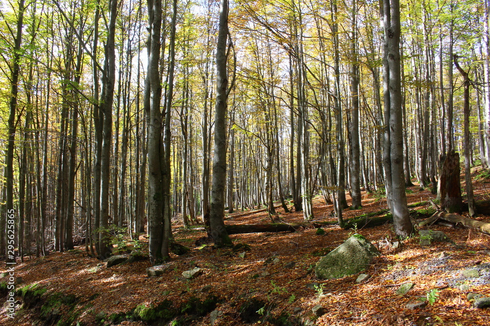 Fototapeta premium bayerische wald