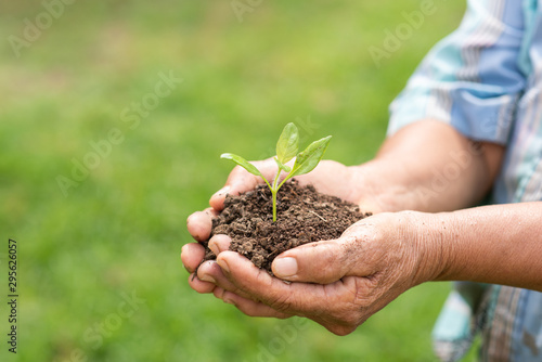 Obraz na płótnie A small tree planted on the ground placed inside the two hands of the elderly with green yard background . Sustainable farmer, community, social and environmental development are everyone's duty. w salonie