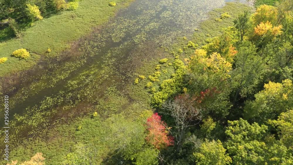 Marshlands viewed by drone with one red tree and the others green Marshlands viewed by drone with one red tree and the others green