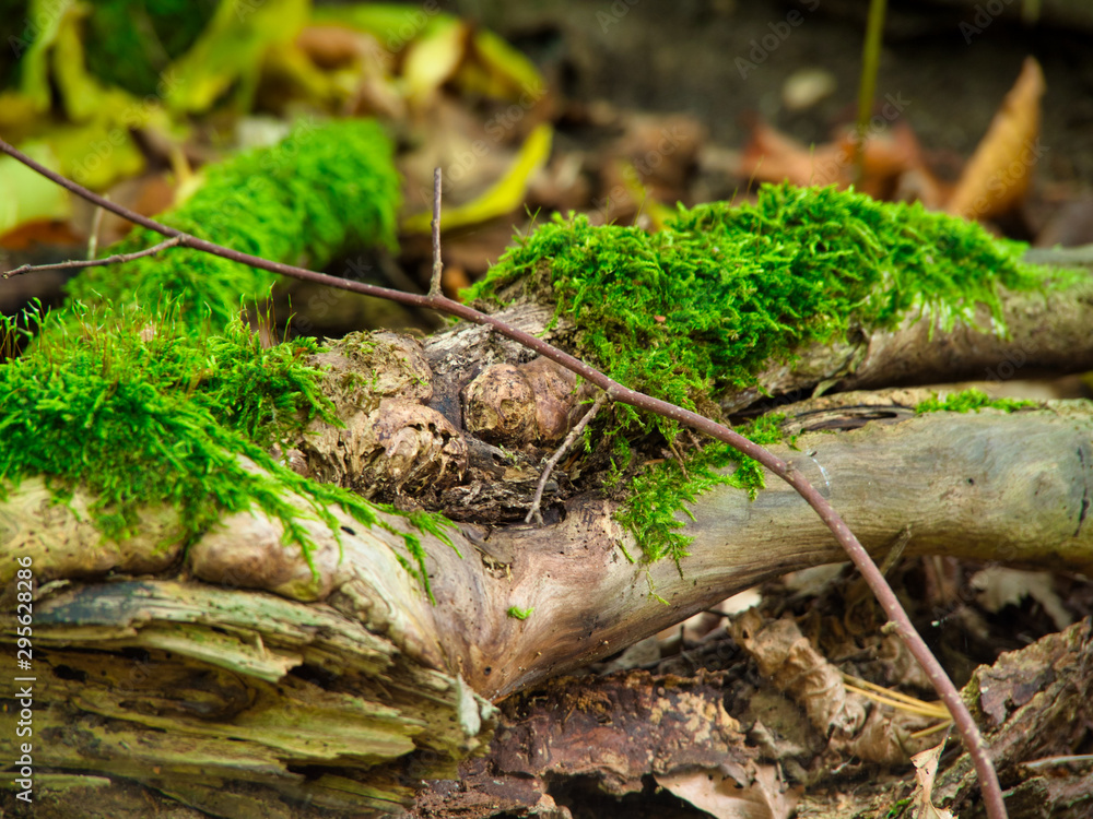 Naklejka premium Moos