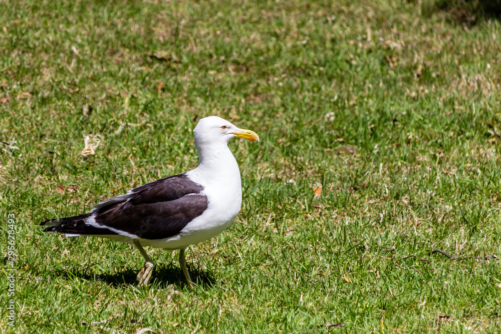 Souther black backed gull wanders around the grass looking for fries. Western Springs Pond, Auckland, New Zealand Souther black backed gull wanders around the grass looking for fries. Western Springs Pond, Auckland, New Zealand