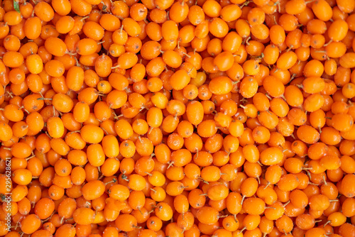 Fotografía Close-up sea buckthorn. Natural texture.