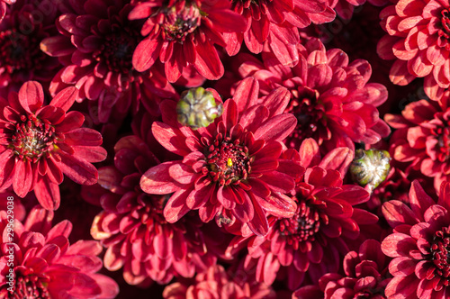 red chrysanthemum closeup background top view