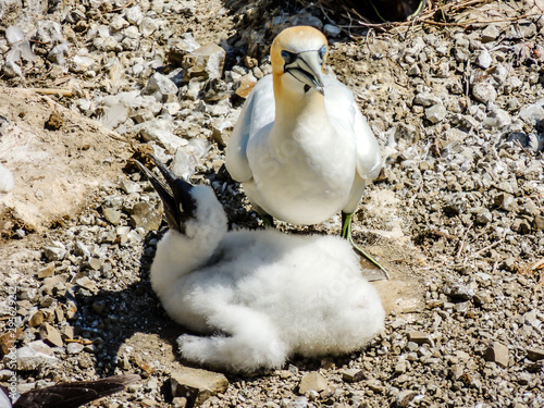Gannet parents and chicks share moments together. Murawai Beach, Auckland, New Zealand photo