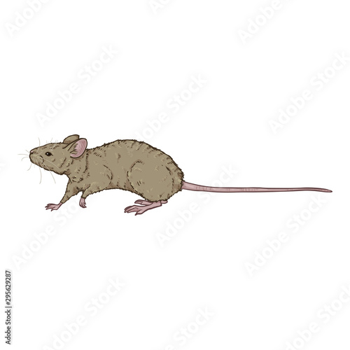 Vector Cartoon Illustration - Walking Gray Mouse