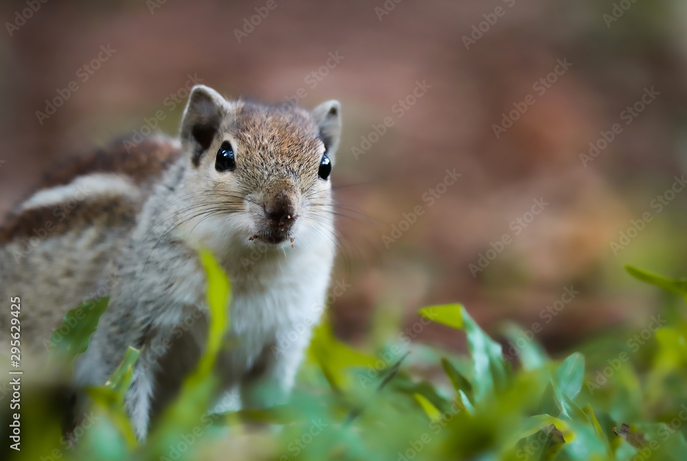squirrel squirrel