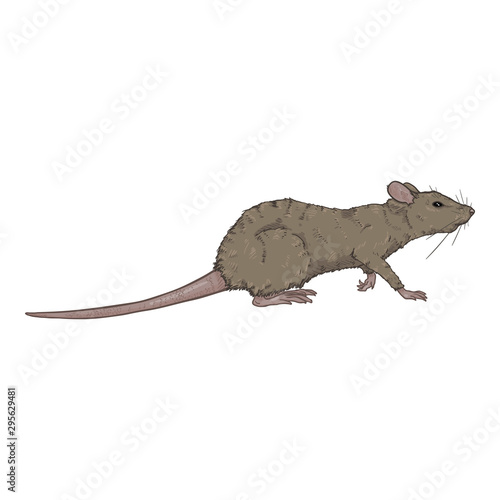 Vector Cartoon Illustration - Gray Rat