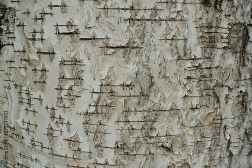 white textured birch bark background