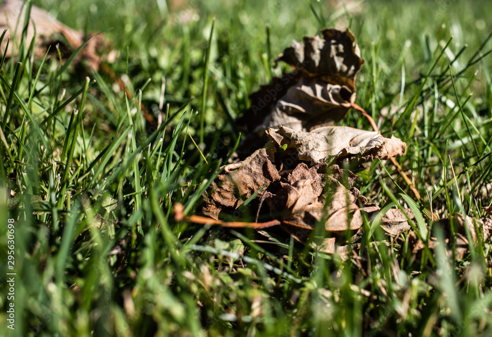 Obraz premium jesienne liście