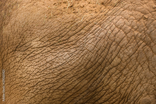Abstract textured background of close up detail of an asian elephant skin