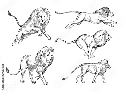 Lion sketch. Hand drawn illustration converted to vector. Isolated on white background.