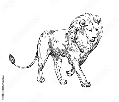 Lion sketch. Hand drawn illustration converted to vector. Isolated on white background.