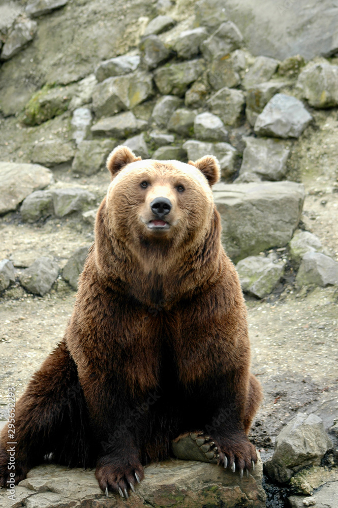 Obraz premium brown bear