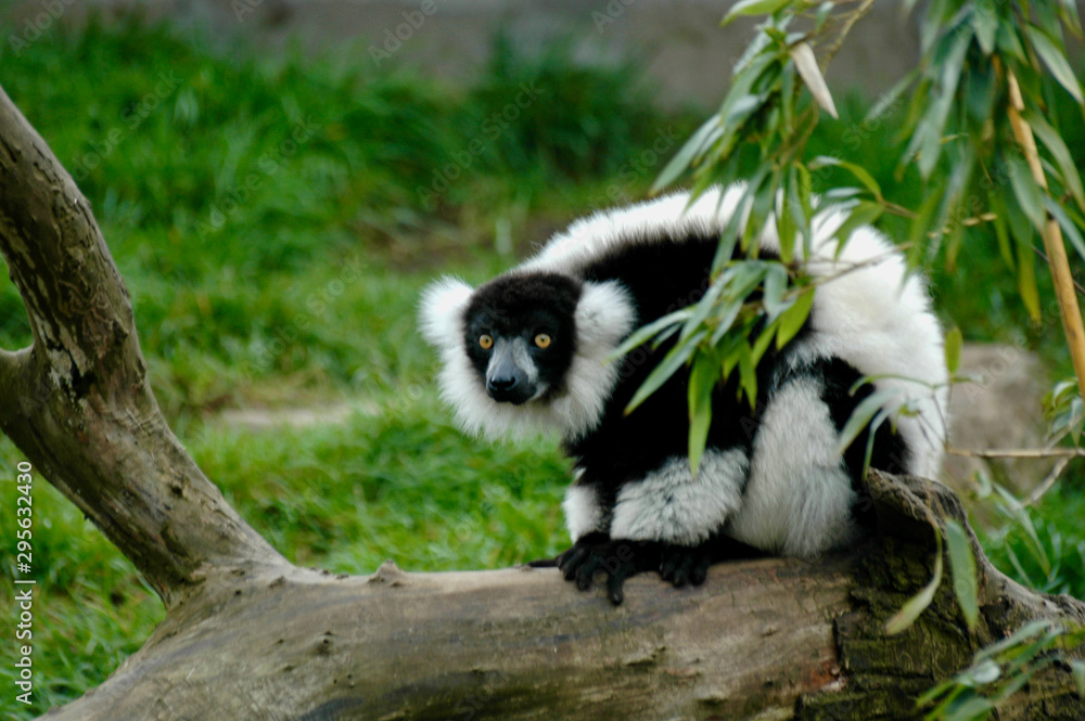 Fototapeta premium animal