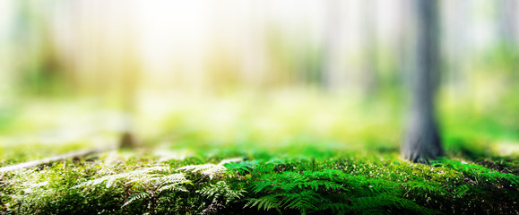 Ecology background