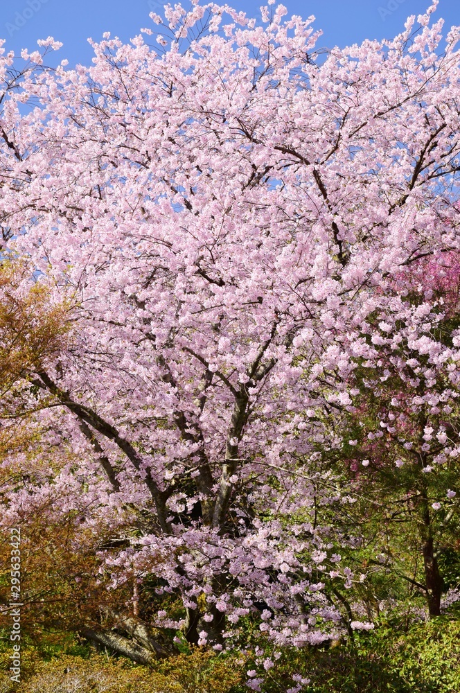 Spring scenery in Kyoto, Japan
