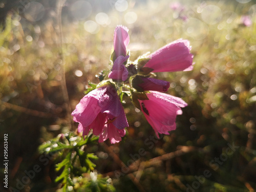 Herbst