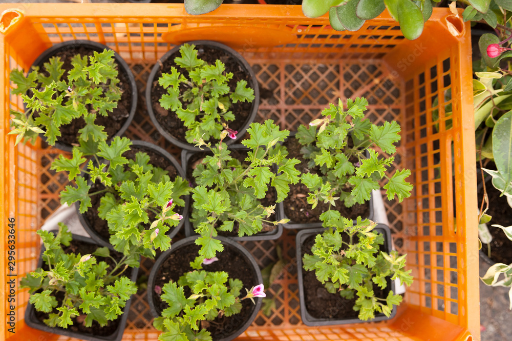 geranium flower seedlings in cups with soil for planting in the ground