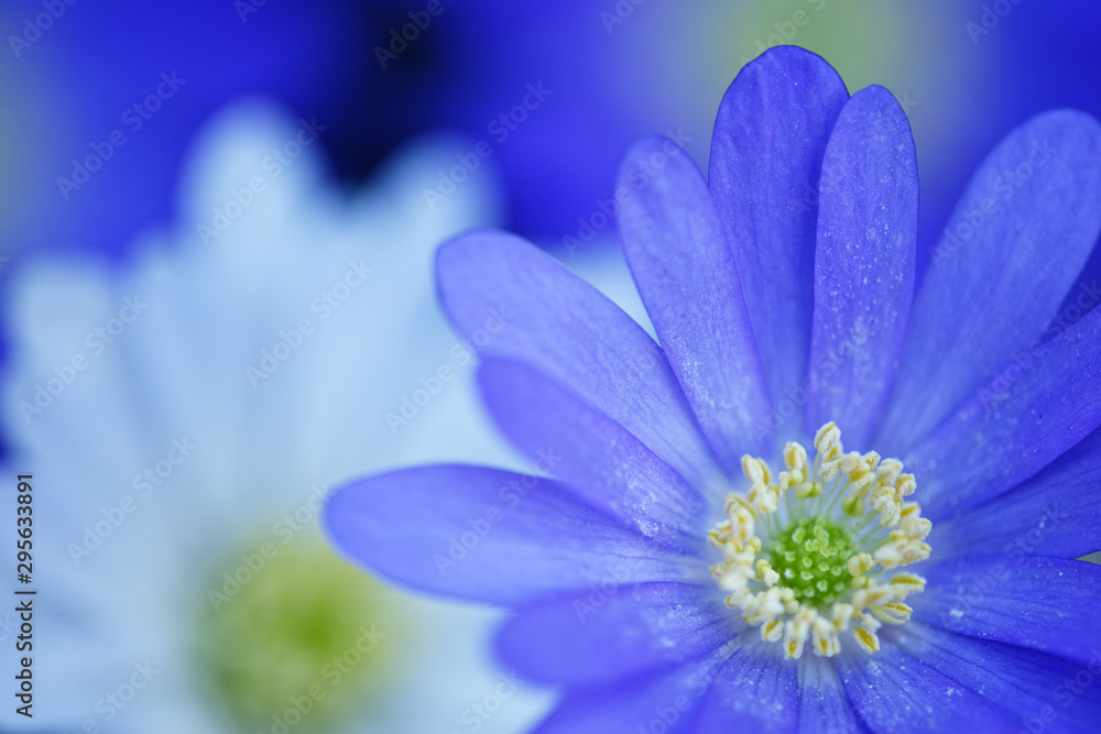 Fototapeta premium Blüte der Sternanemone