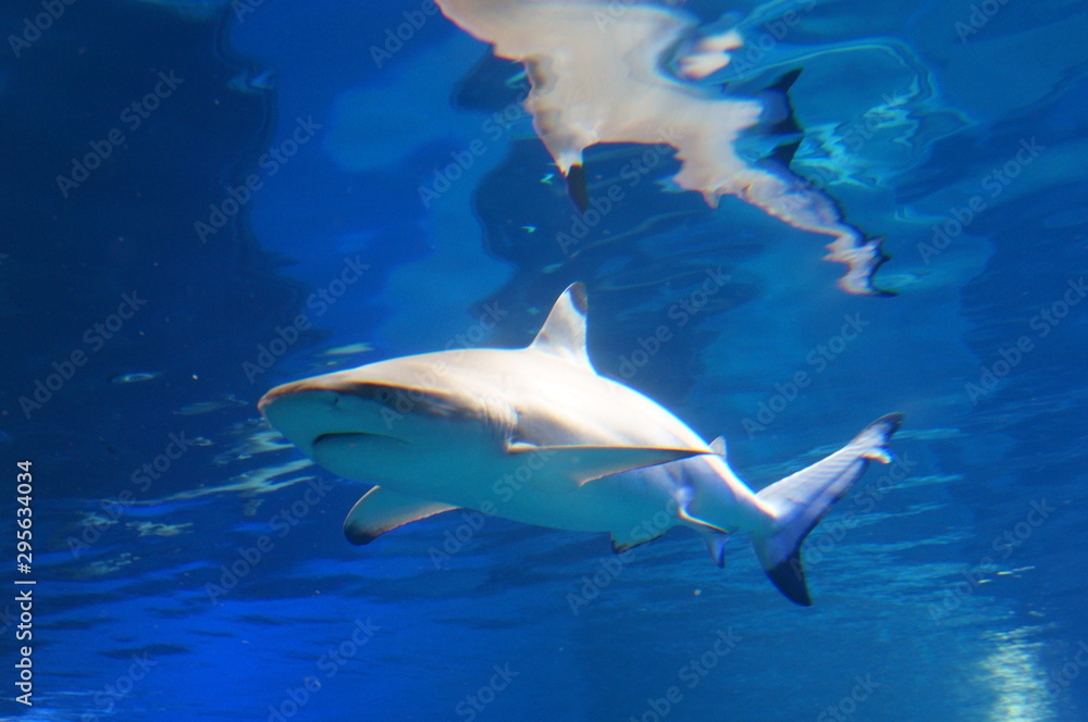 Obraz premium Shark swimming in the water