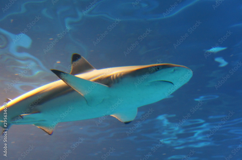 Fototapeta premium Shark swimming in the water
