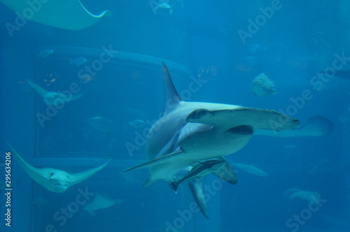Shark swimming in the water © travelers.high