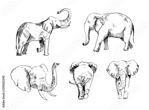 Elephant sketch. Hand drawn illustration converted to vector. Outline isolated on white background
